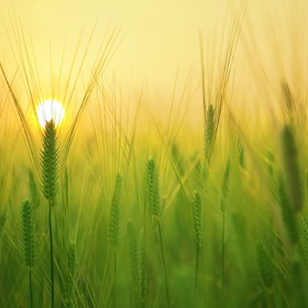 Záhada ranních erekcí zajímá lidi už tisíce let