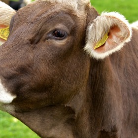 Jeho kráva, kterou vyšlechtil, se dostala do Guinessovy knihy rekordů