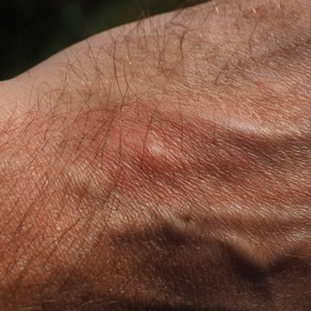 samečci pijí nektar z květů