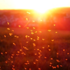 komáry přitahuje stojatá voda