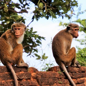 Zatímco Američané vysílali do vesmíru opice, Sověti zvolili toulavé pejsky.
