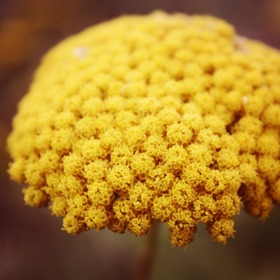 hořčice s vodou je také dobrá