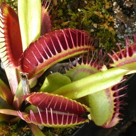 Pomohou i masožravé rostlinky