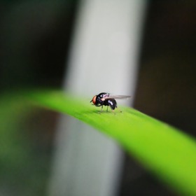 Jsou to malé, neškodné mušky