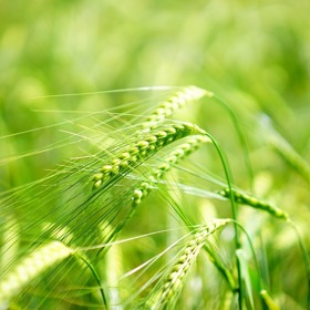 Mladý oves je drahý a nijak převratně účinný