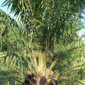 Palmový olej neškodí. Problém je pouze s jeho pěstováním