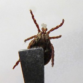 Na trhu se dá sehnat mnoho repelentů proti klíšťatům