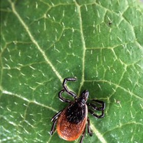 nebo si ho můžete vyrobit doma