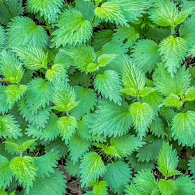 Můžete si ji i usušit.