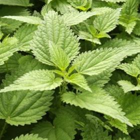 Vsaďte na kopřivu.