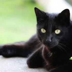 kočky rády loví myši