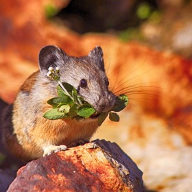 Myšky jsou roztomilé, ale umí nadělat velkou neplechu