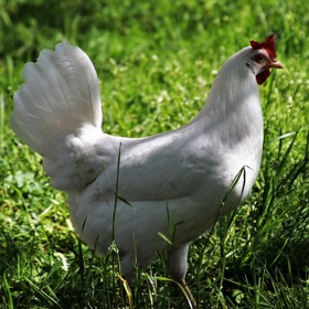 Slepice možná jednou spasí svět