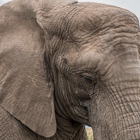 Špatnou péčí, nebo žádnou ztrácí pleť živiny. Vše se projeví ve stáří