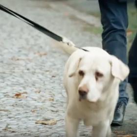 Získal si ji pes Merlin.