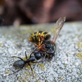A chovají mšice asi jako my chováme domácí zvířata