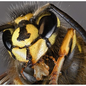 Na vosí píchnutí stačí přiložit cibuli