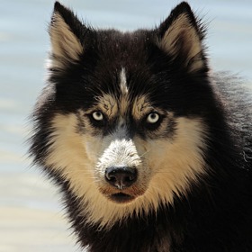 Zvířata jsou neuvěřitelně citlivá a vnímavá