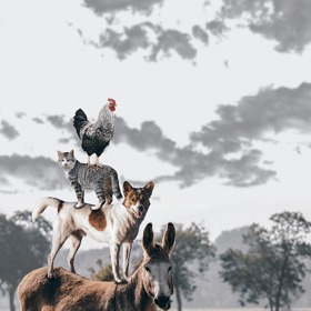 Lidské smysly jsou oproti těm zvířecím neuvěřitelně zakrnělé