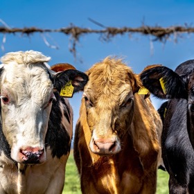 Pozor na to, co si přejeme. Může se stát, že se sny opravdu vyplní...