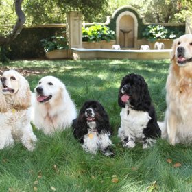 Toto jsou budoucí psí milionáři. Jedná se o skutečné psy Oprah Winfrey.