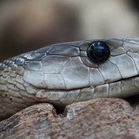 Hadi vidí ve dne špatně, ale v noci si vše umí vynahradit