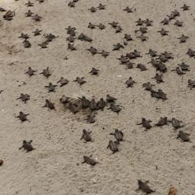 19. „Protože jsem se vypravil do Jamajky a viděl 145 malých želviček prchajících z jejich hnízda a tryskem upalujících do moře. Cítil jsem radost ze stvoření a obdivoval sílu instinktu.“ – Mario Batali, šéfkuchař