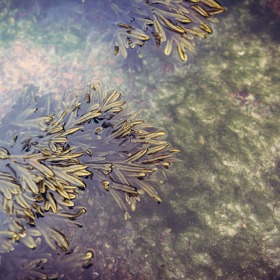 Trápí vás ve vašem jezírku otravné řasy? Poradíme vám, jak se jich zbavit.