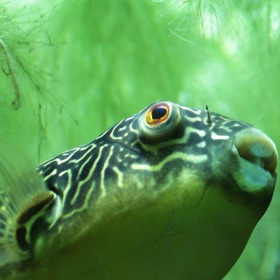 Jakkoliv vám může připadat, že řasy bují jen ve vašem jezírku a v rybnících, ve skutečnosti jsou rozptýlené všude okolo, nejen ve vodě, ale také v půdě a dokonce i ve vzduchu.