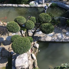 Výše uvedené postupy jsou velmi účinné, zejména za předpokladu dodržení doporučeného dávkování.