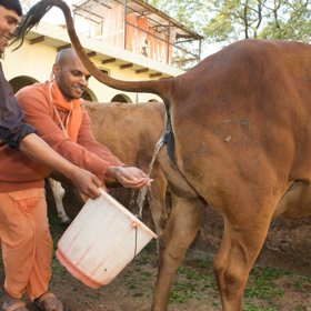 Indové věří, že čerstvá ranní moč má zázračné účinky