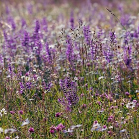 Šalvějová koupel uleví vašim unaveným nohám a působí proti plísním.