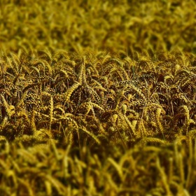 V dnešní době se přidávají téměř do všech potravin.