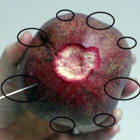 Granátové jablko nemá přesně kulatý tvar. Mezery mezi jeho hrbolky prořízněte vždy odshora dolů. Měli byste proříznout červenou slupku i bílou vrstvu pod ní.