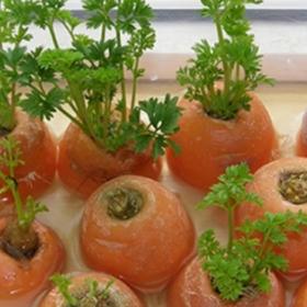 Zelené lístky mrkve se hodí třeba do salátů.