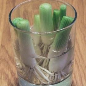 Ponořte kořeny do sklenice s vodou a budou se dít zázraky!