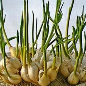 Česnekové zelené výhonky se hodí nejen do salátů, ale třeba i ke grilovaní se žampiony.