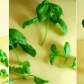 Dejte bazalce druhou šanci.