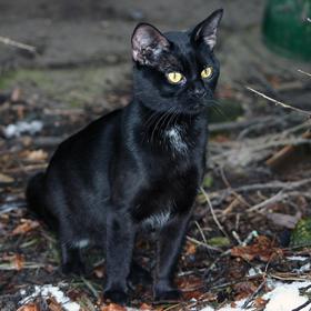 Bojíte se pátku třináctého?