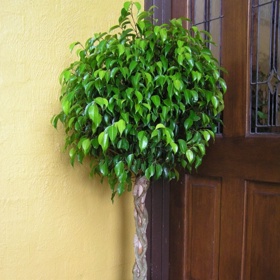 Fíkusy – během zimních měsíců jim stačí dát vodu jednou za deset dní.