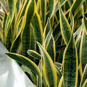 Tchynin jazyk – daří se mu i v suchých a prašných místnostech.