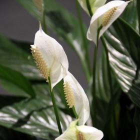 Lopatkovec – velmi nenáročný na světlo.