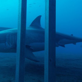 Žraloky jakožto základní stavební kámen ekosystémů oceánu musíme respektovat a především chránit.