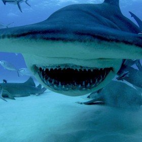 Člověk znamená pro žraloka daleko větší hrozbu než naopak.