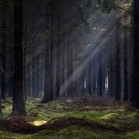 Jihozápadně od Českých Budějovic se nachází tajemný les Bor zvaný též Branišovský les.