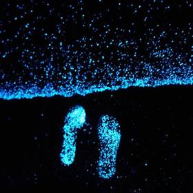 Hru světel umocňují lidé, kteří se v rudém přílivu prohánějí. Kdo vkročí mokrou nohou do vlhkého písku, ten po sobě na zanechá zářivé stopy.