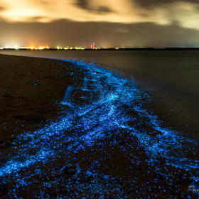Magickým kouzelníkem jsou tu mikroskopické organismy nazývané bioluminiscenční fytoplankton, v tomto případě mořská řasa zvaná obrněnka (Lingulodinium polyedrum).