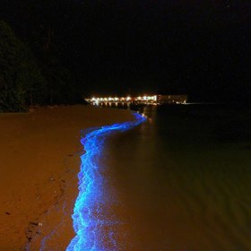 Je součástí takzvaného rudého přílivu, který se objevuje tehdy, když se určitý druh mořských řas v takové míře rozmnoží, až zbarví vodu (většinou do oranžovo-červena).