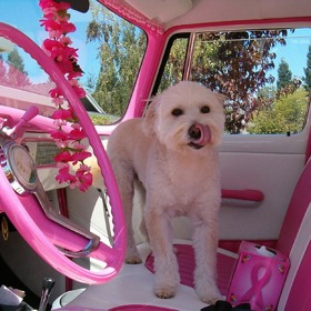 Někteří psi se ke svým majitelům doslova hodí.