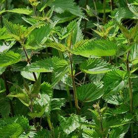 Používaly léčivé rostliny...